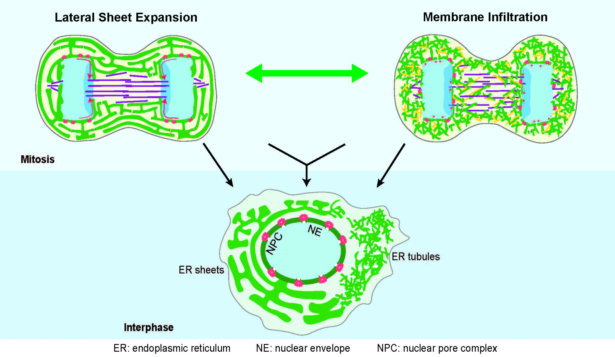 Pellman Lab Identifies A Tubule-sheet Continuum Model For The Mechanism ...